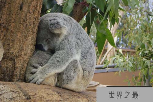 全球七大动物园排名 圣地亚哥动物园美国最大,第二无栅栏