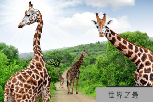 全球七大动物园排名 圣地亚哥动物园美国最大,第二无栅栏