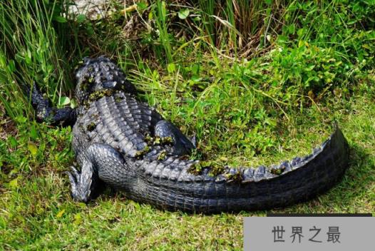 世界野生动物园排名 第一名为世界遗产，你去过吗