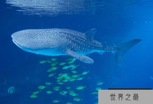 世界最大的鲨鱼排行榜 鲸鲨位列第一，体型重达21.5吨