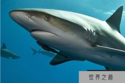 世界最大的鲨鱼排行榜 鲸鲨位列第一，体型重达21.5吨