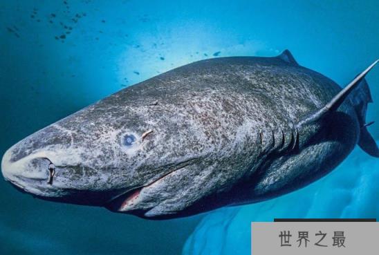 世界最大的鲨鱼排行榜 鲸鲨位列第一，体型重达21.5吨