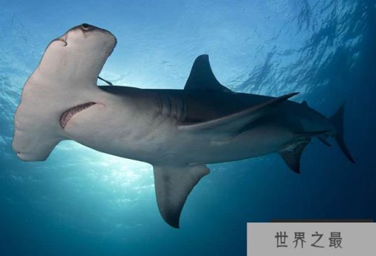 世界最大的鲨鱼排行榜 鲸鲨位列第一，体型重达21.5吨