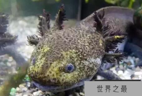 世界上最难看的动物