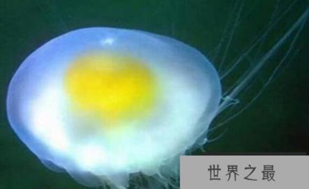 世界上最可爱的水母