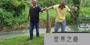 世界上最大的蚂蟥