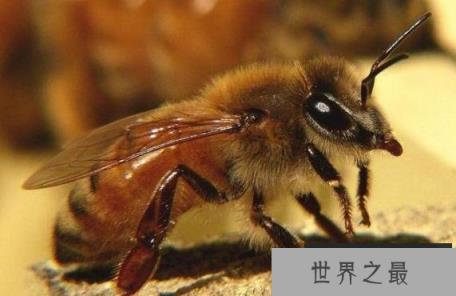 世界上最恐怖的大黄蜂——杀人蜂