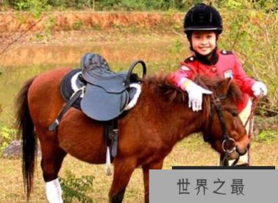 世界上最矮的马:德保矮马 世界上最矮的马:德保矮马