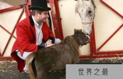 世界上最矮的马:德保矮马 世界上最矮的马:德保矮马