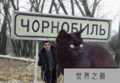 世界上最大的猫咪，核辐射造就第一巨猫