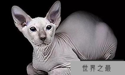 1585282818177416.png 1.png