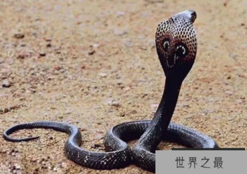 世界上最毒的生物