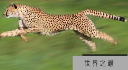 陆地上跑的最快的两种动物