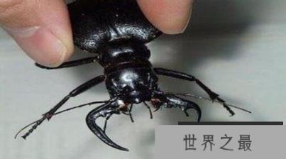 1585813662181742.jpg 3.jpg