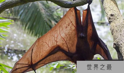 世界上最大的蝙蝠马来狐狸翅膀长达1.8米,喜欢吃水果