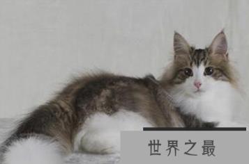 世界上最耐冷的猫可以适应零下16度