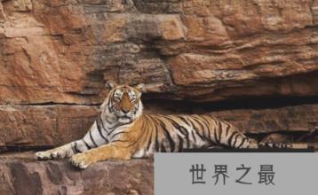 世界上最古老的老虎已经20岁了,并以与鳄鱼搏斗而闻名