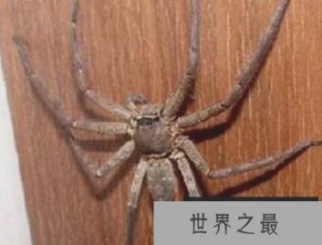 世界上最大的室内蜘蛛是蟑螂克星