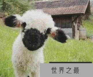 世界上最可爱的羊,黑鼻子,苍白的脸,黑色的特征,非常愚蠢和可爱