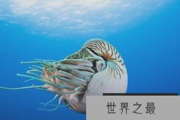 世界上最古老的海螺已经在地球上生活了5亿年