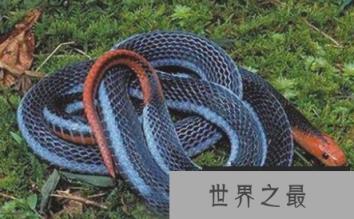 世界上最奇怪的蛇看起来像被女人装饰的耳环