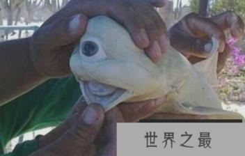 世界上最奇怪的鲨鱼是白色的,只有一只眼睛