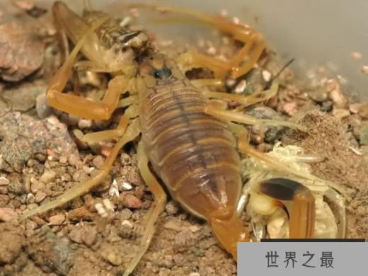 死亡追踪者蝎子