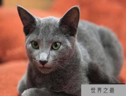俄罗斯蓝猫