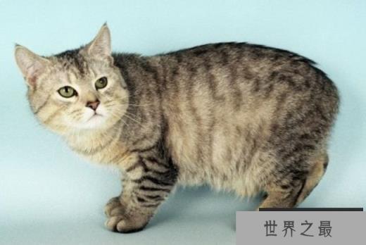 马恩岛猫