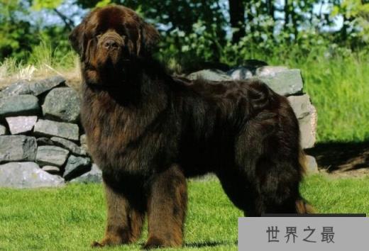纽芬兰犬