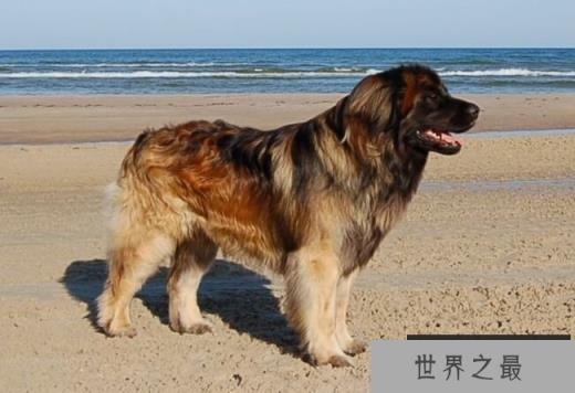 兰波格犬