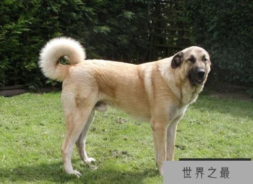 安娜图牧羊犬