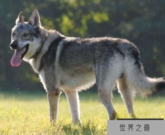 捷克狼犬