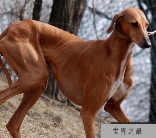 阿沙瓦犬