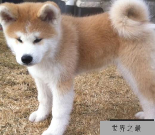 秋田犬