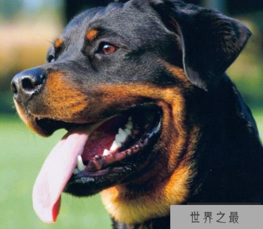 罗威纳犬