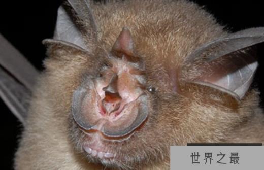 Kerivoula Kachinensis