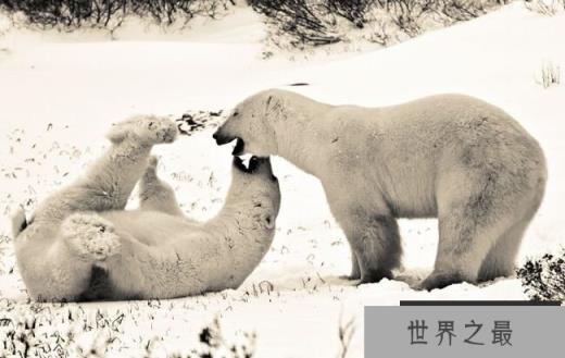 北极熊和科迪亚克棕熊