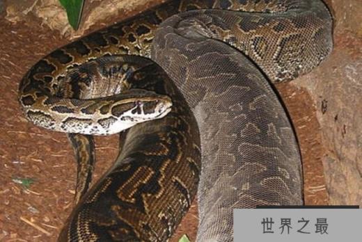 非洲岩蟒