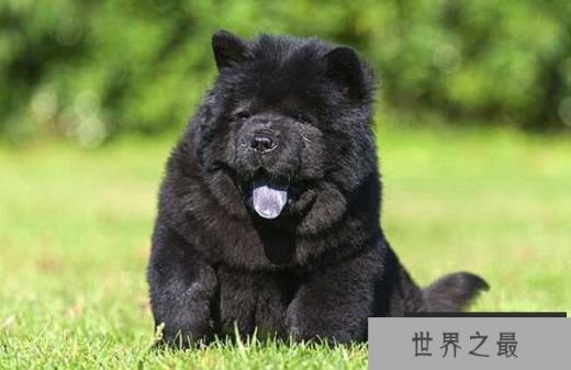 松狮犬 3000美元-7000美元