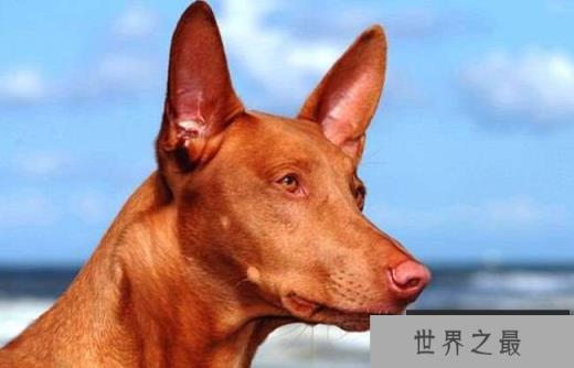 法老王猎犬 3500美元-9000美元