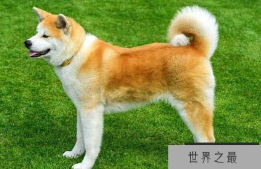 秋田犬 4000美元