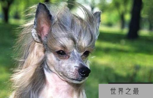 中国冠毛犬 5000美元