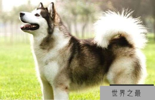 加拿大爱斯基摩犬 6000美元