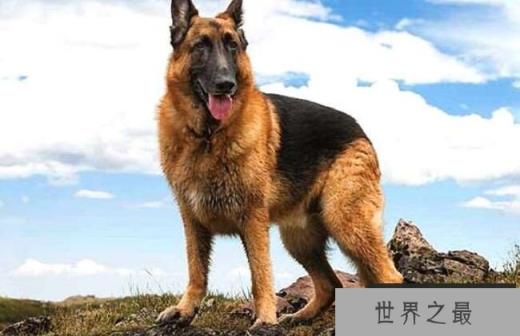 德国牧羊犬 6500美元
