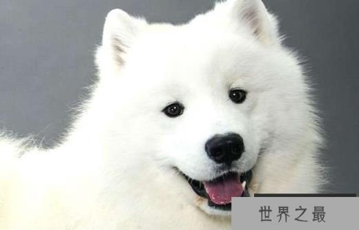 萨摩耶犬 7500美元-12500美元