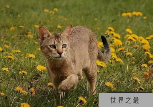 狮子猫