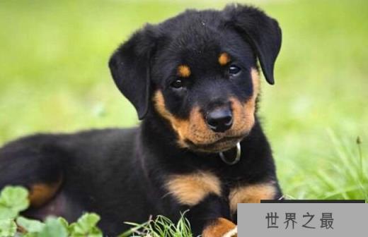 罗威纳犬 8000美元