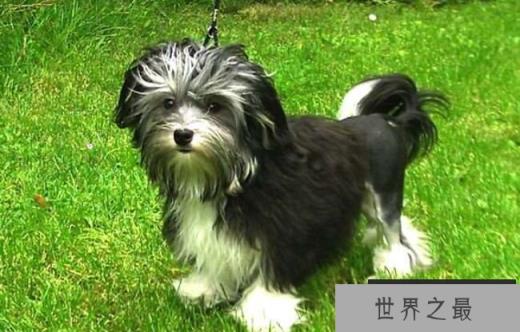 罗秦犬 8500美元