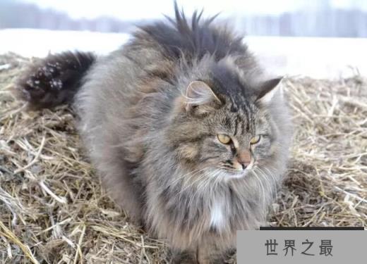 西伯利亚猫